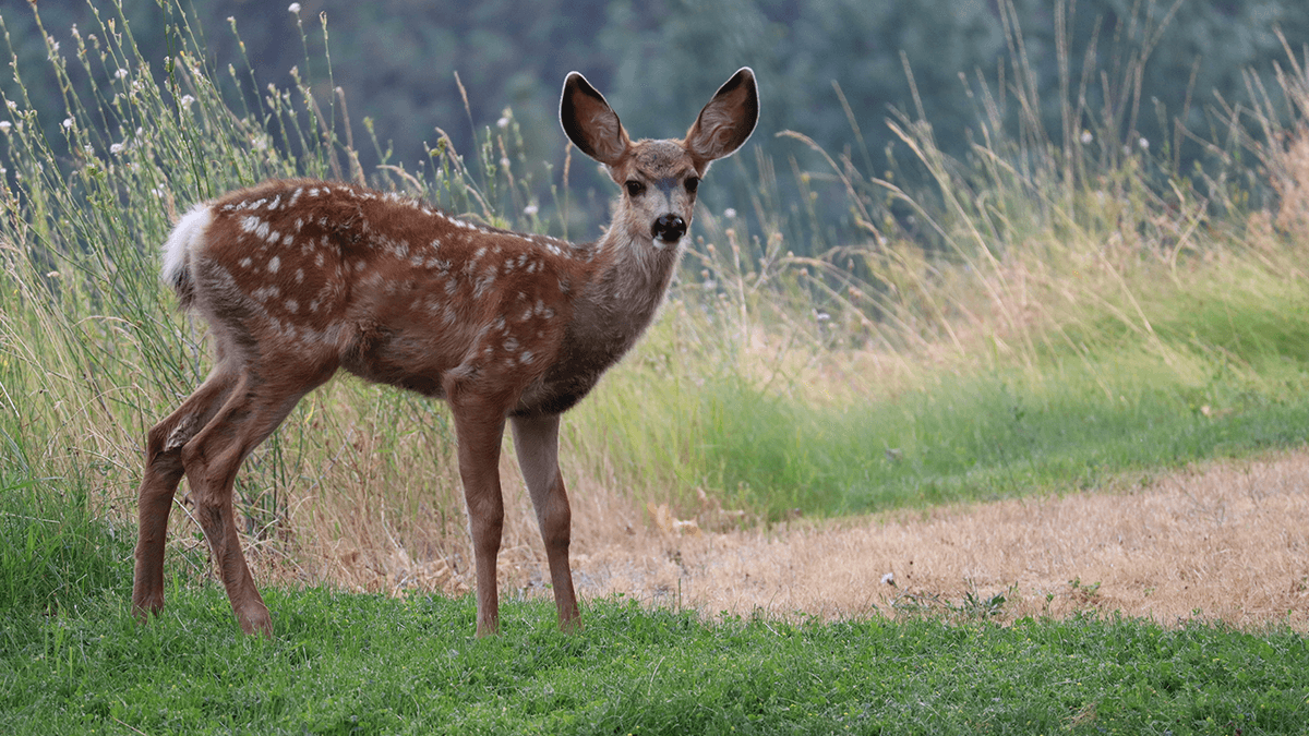 Sanjay Gandhi National Park